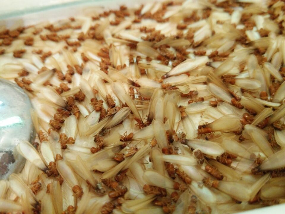 白蚁防治服务